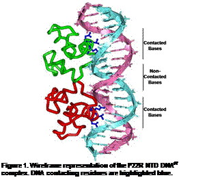 A dna structure with different colored strands

Description generated with high confidence