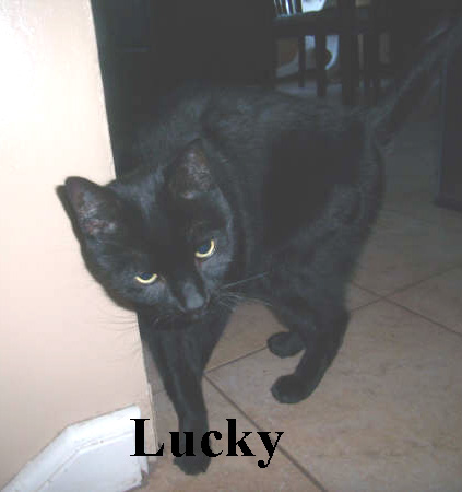 Photo of cat named Lucky
