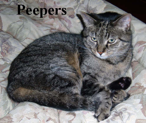Photo of cat named Peepers