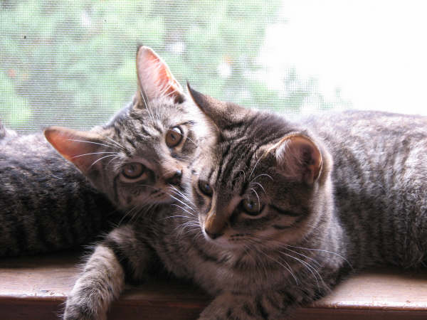 Photo of Nelly (left) and Lucy (right)