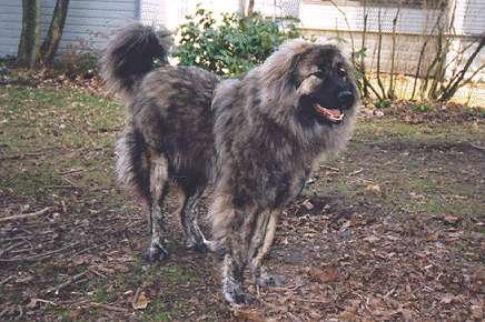 Caucasian Mountain Ovcharka. CAUCASIAN OVCHARKA also known