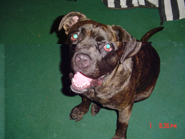 photo of Sugar Pie, Bullmastiff