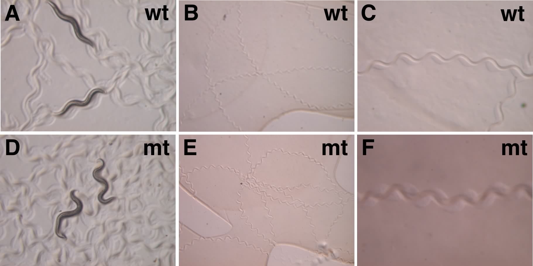 Pictures of WT and nfi-1 null worms