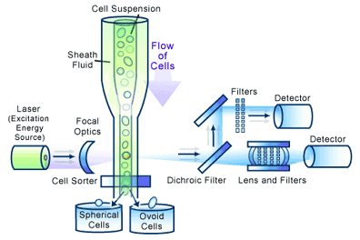 flowcytometer