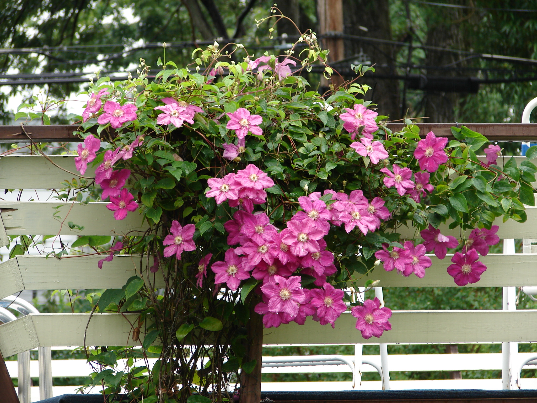 Clematis on pool railing