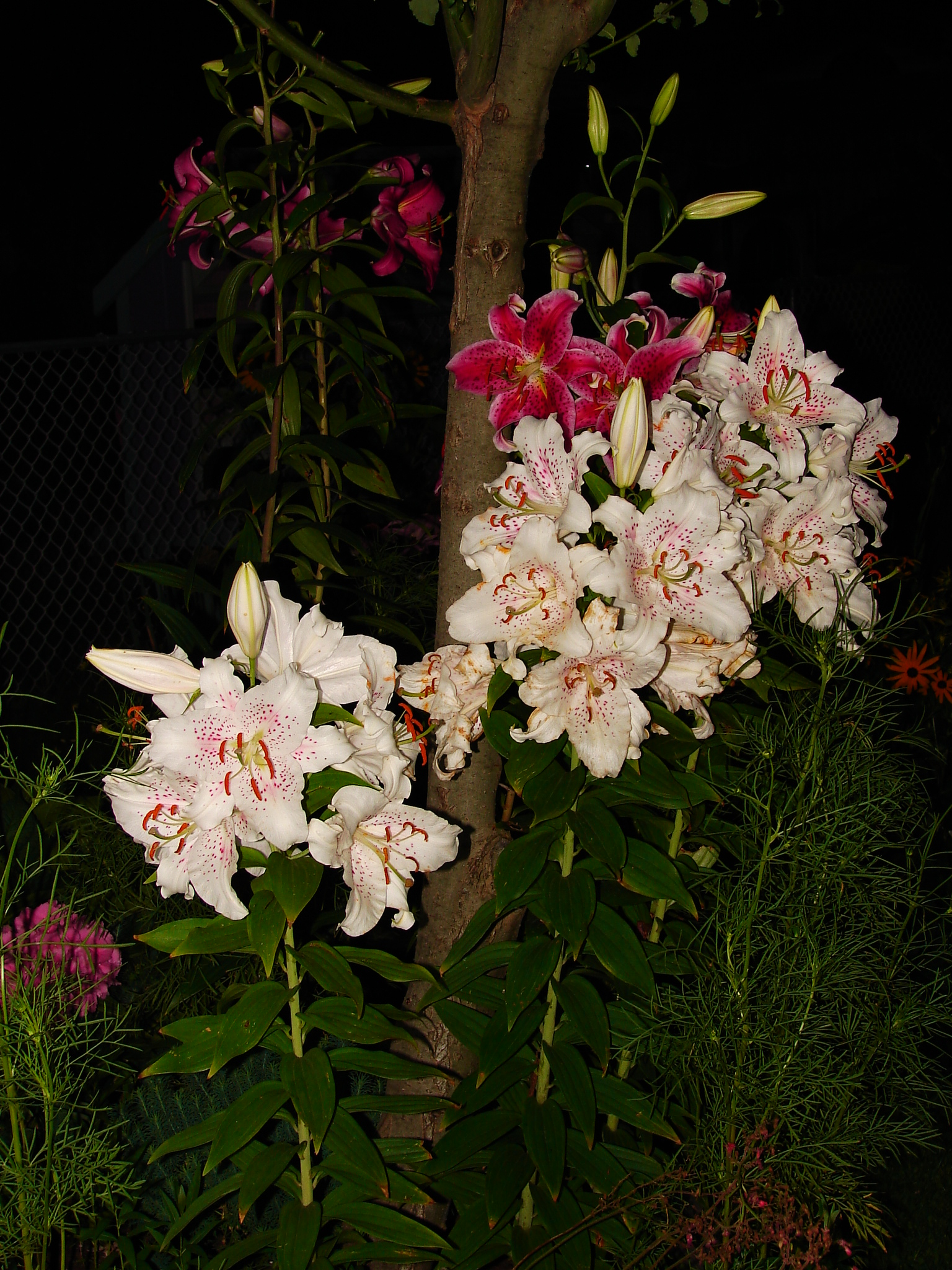 Lillies at night.