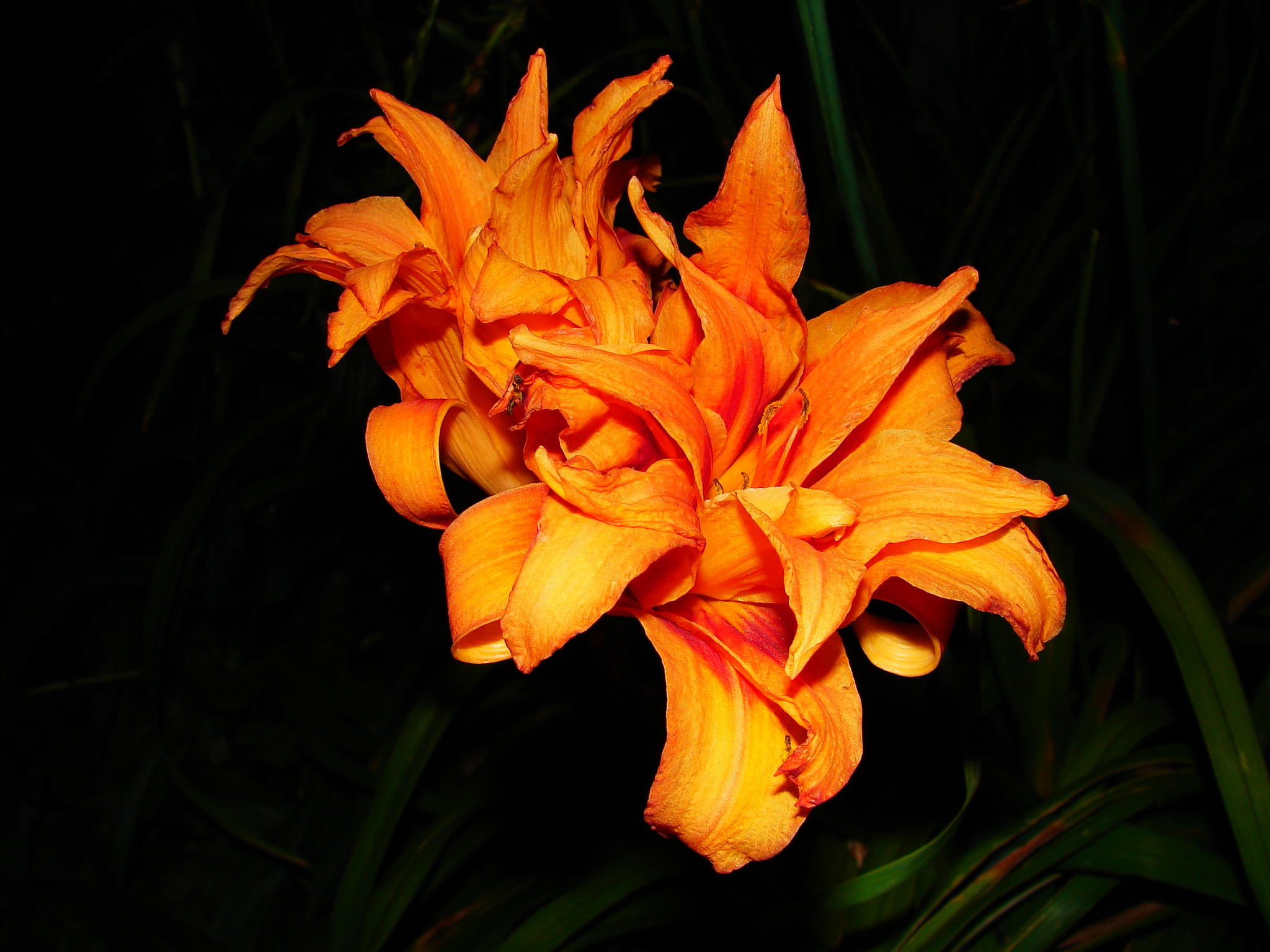 Wow Double Day Lillies