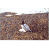 ptarmigan1.jpg