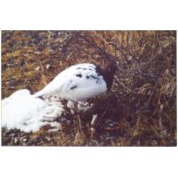 ptarmigan2.jpg