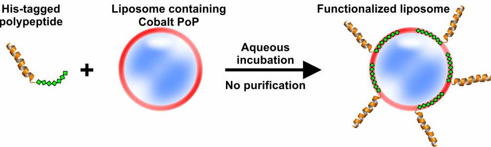 Cobalt Porphyrin-phospholipid Liposomes for Spontaneous, Biostable Polypeptide Functionazlization