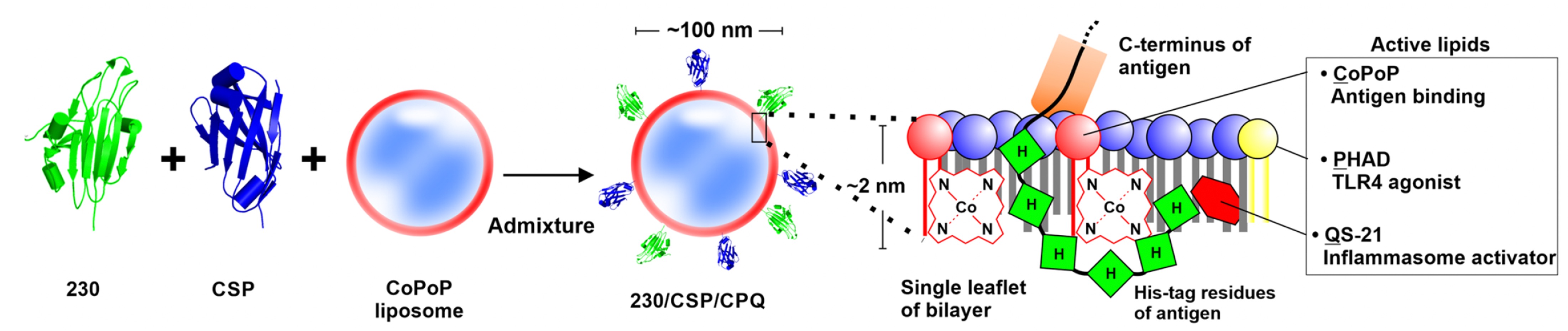 Cobalt Porphyrin Liposomes