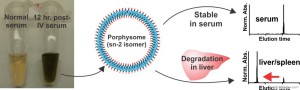 Nanoparticle degradation in vivo