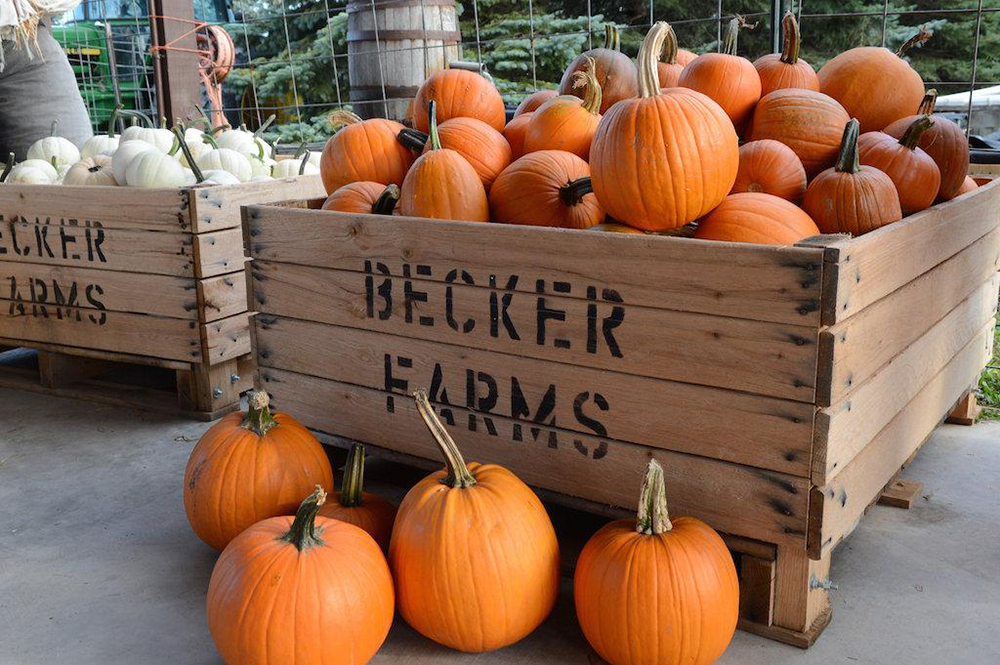 Pumpkin Picking
