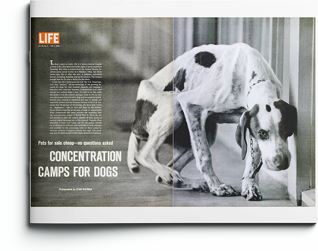 Concentration Camps for Dogs by Stan Wayman