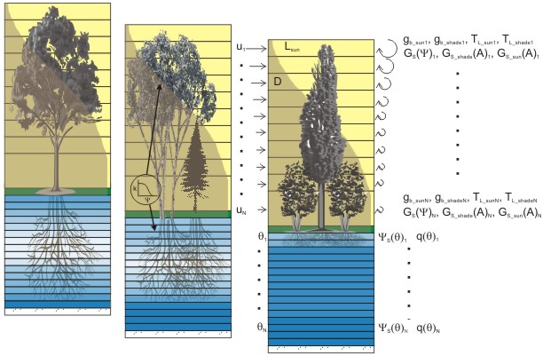 TREES
                        conceptual diagram