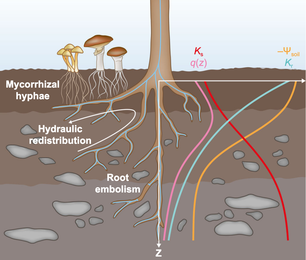 Illustration of mechanisms
                                  associated with root water uptake