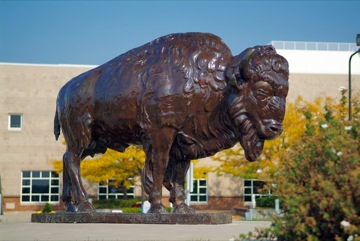 buffalo