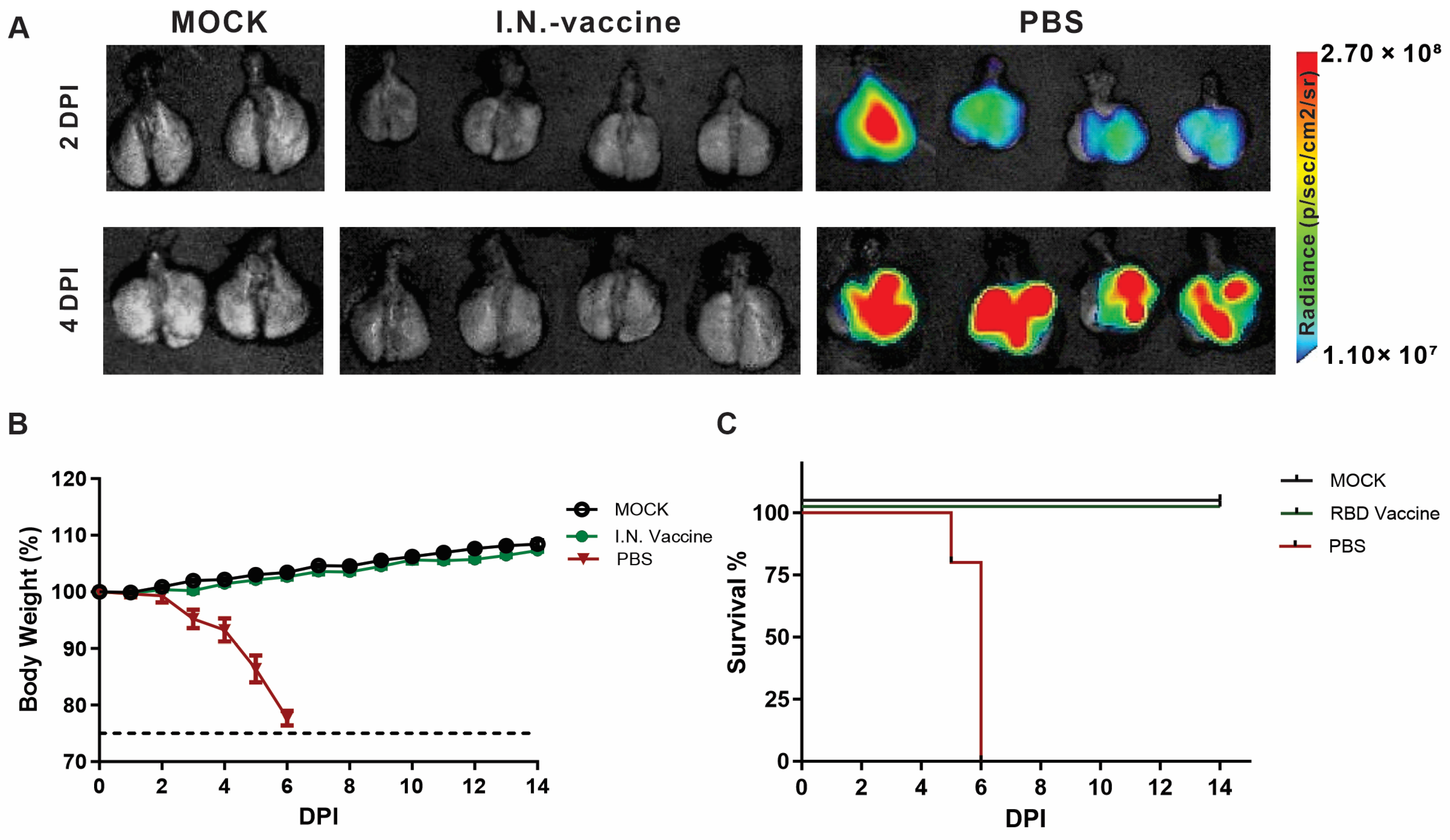Cancer cell targeting