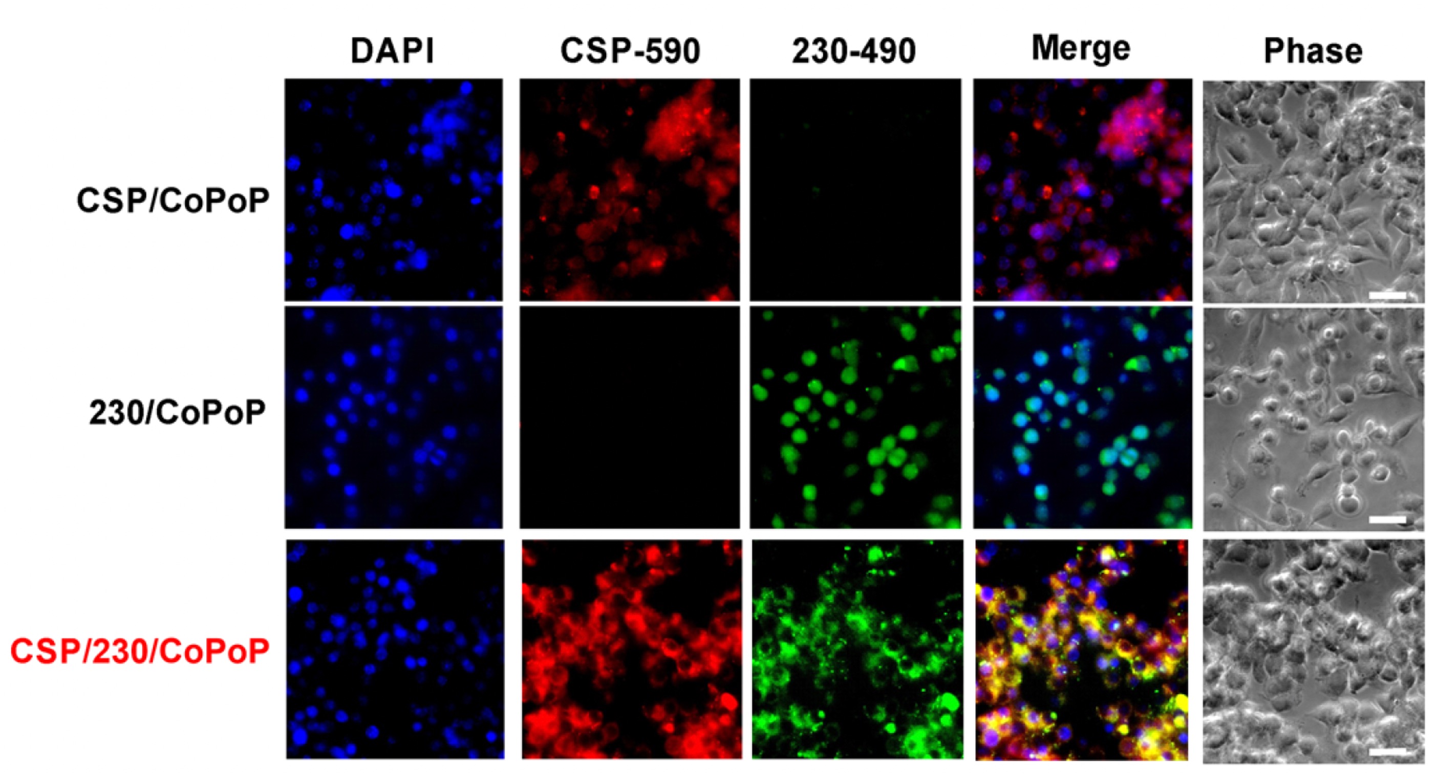 Nanoparticle degradation