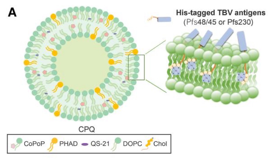 Liposome lypholization