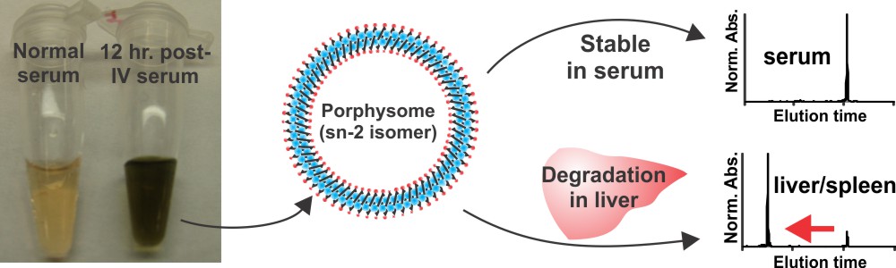 Nanoparticle degradation in vivo