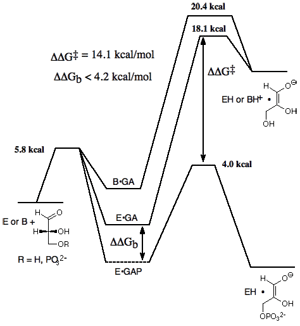 Proton Transfer